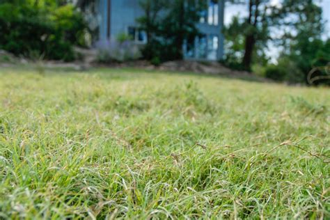 Buffalograss | Colorado Native Grass Guide