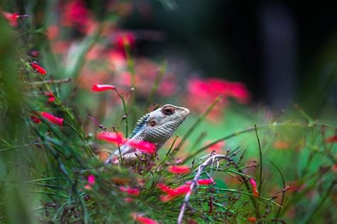 Premium Photo | Garden lizard on the branch of a plant in its natural habitat