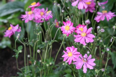 How To Grow Japanese Anemones Bbc Gardeners World Magazine