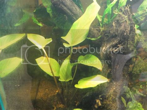 15 gallon planted low light tank | Aquarium Forum