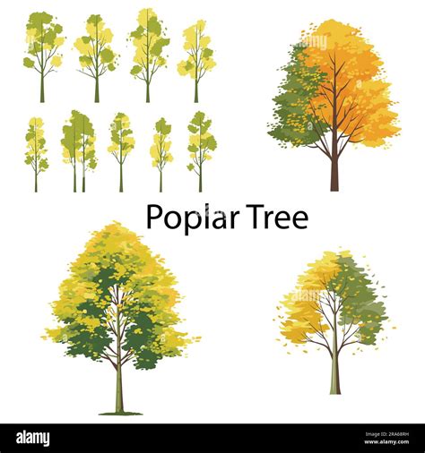 A Set Of Popler Tree Flat Vector Illustration Stock Vector Image Art