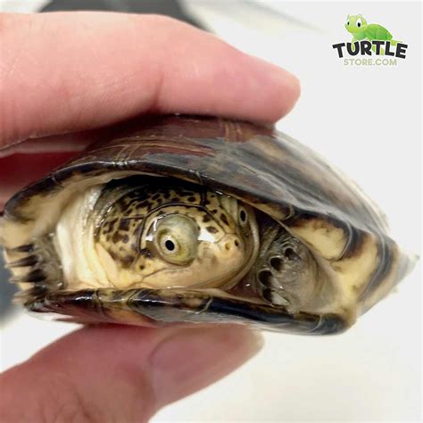 West African Side Necked Turtle For Sale