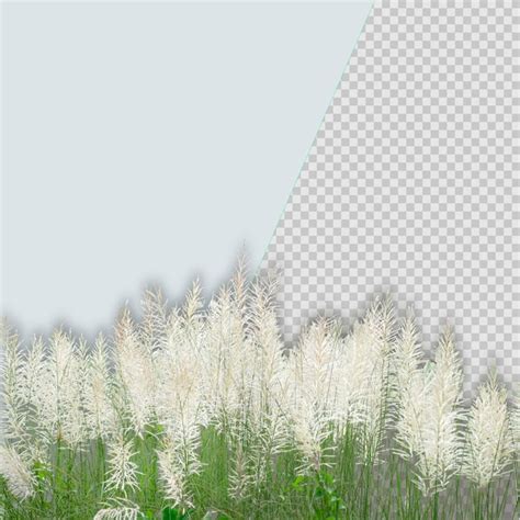 Premium PSD White Kash Flower Or Wild Sugarcane Or Kans Grass