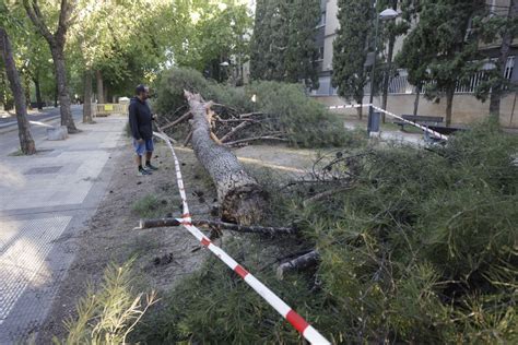 Cae un árbol de grandes dimensiones en el paseo Tierno Galván en Zaragoza