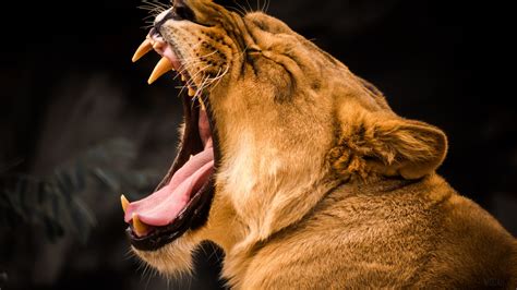 Lion Roaring K Hd Wallpaper Rare Gallery