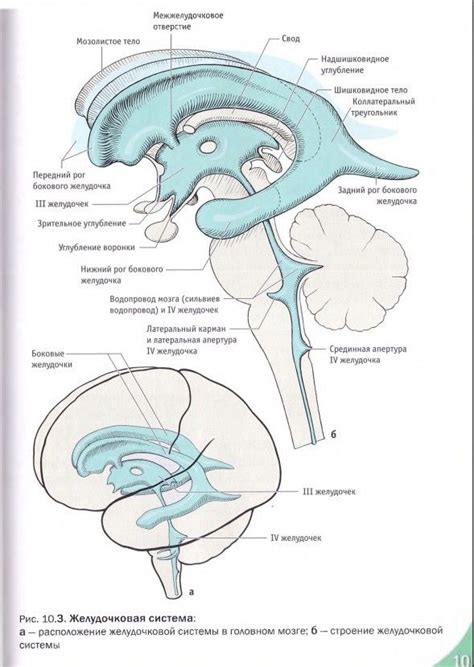 Simplified Craniosacral System Overview Artofit