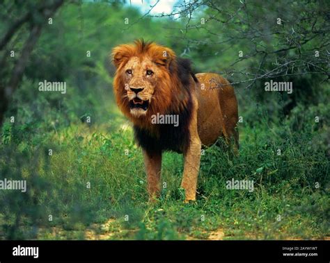 lion (Panthera leo), male lion standing in the shrubland, front view ...