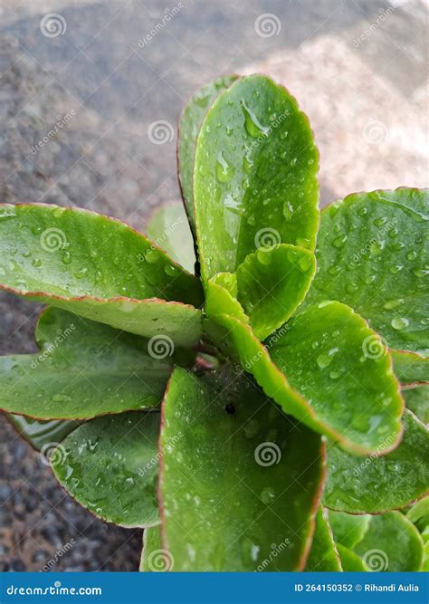 Wet Green Leaves Shortly After The Rain Stopped Stock Photo Image Of