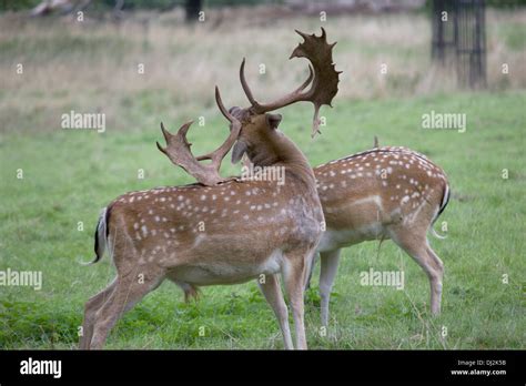 Fallow deer at Charlecote Park, a grand 16th century country house ...