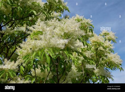 Fraxinus ornus tree in bloom Stock Photo - Alamy