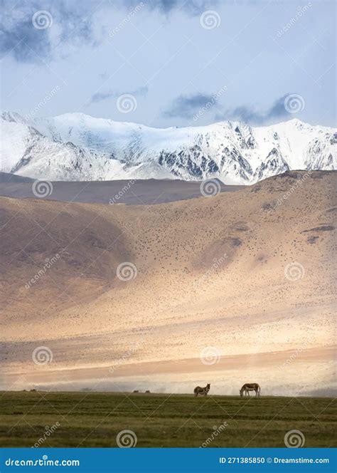 Wild Horse Habitat in Himalayas in Ladakh Stock Photo - Image of ...