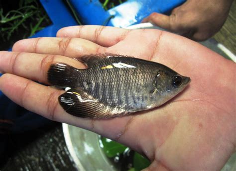 Cara Memulai Budidaya Ikan Gurame Pemula