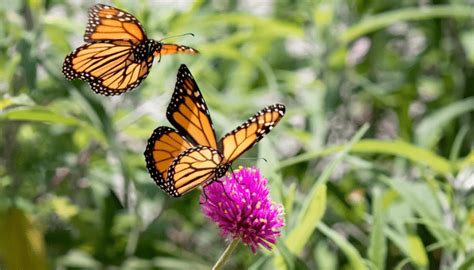 Create A Butterfly Sanctuary In Your Backyard