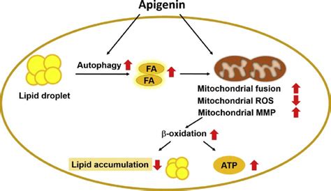 Schematic Illustration Of The Proposed Molecular Mechanisms By Which