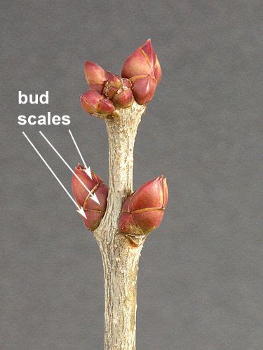 Week 10 Parts Of A Leaf Bud Scales A Bud Scale Is A Structure