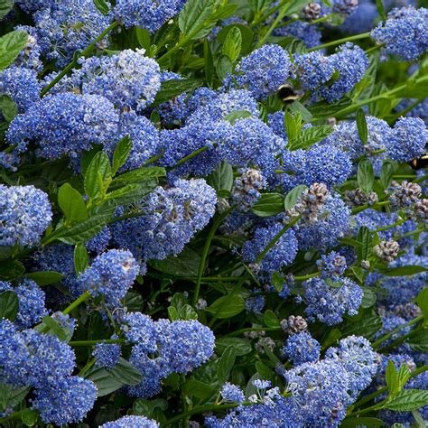 ceanothus victoria tree potted california wild lilac trees  small