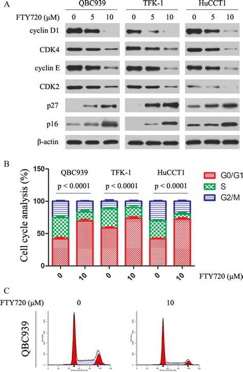 Effect Of Fty On Cell Cycle Proteins And Cell Cycle Progression A