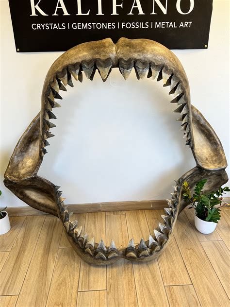 Megalodon Jaw