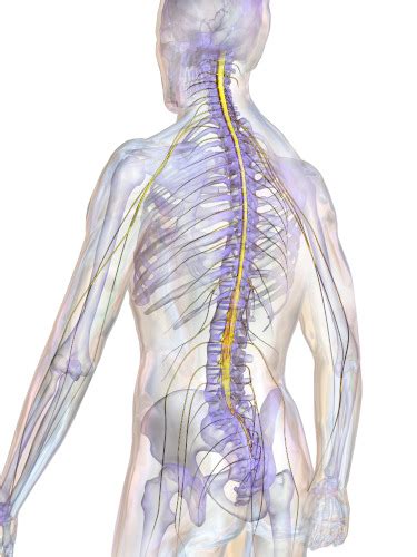 Midollo Spinale Anatomia E Struttura Osteolab