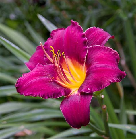 Purple Daylilies Stock Photos Pictures And Royalty Free Images Istock