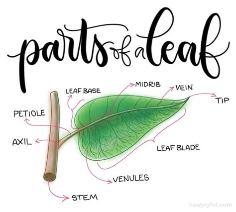 Drawing Leaves How To Draw Step By Step Doodle A Leaf