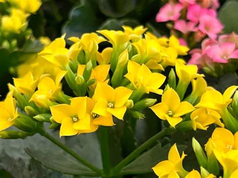 8,300+ Kalanchoe Flowers Stock Photos, Pictures & Royalty-Free Images ...