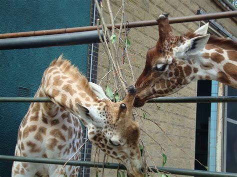 From Mommy to Mum: Twycross Zoo