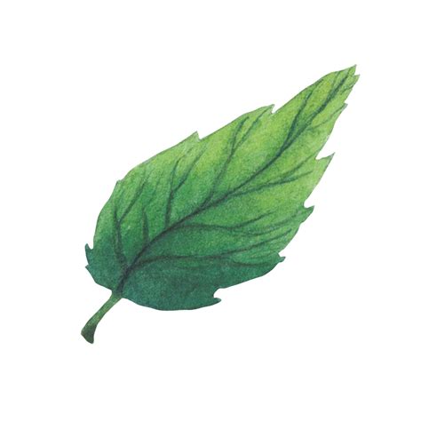 Premium Photo | Green leaf drawing watercolor isolated on white ...