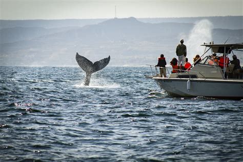 Tumbes Celebra Por El Inicio De La Temporada De Avistamiento De Las