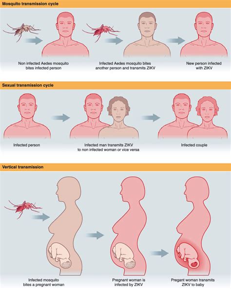 Zika Virus Zikv Transmission Cycle Download Scientific Diagram