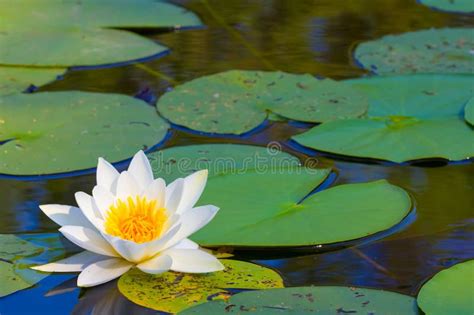 White Water Lily Float On A Lake Stock Photo Image Of Outdoor Bloom