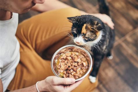 Why It Is Important To Feed Your Pet On A Schedule Your Pets Buddy