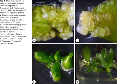 Plant Regeneration Via Direct Somatic Embryogenesis From Leaf Explants