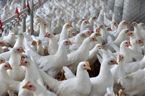 Acasalamento Infrequente Gera Baixa Fertilidade Em Aves O Presente Rural