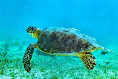 Green Sea Turtles: 15 Amazing Facts That Will Make You Love Them ...