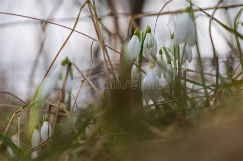 Snowdrop Galanthus Nivalis First Spring Flower White Flower With