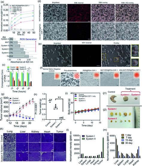 A Time Dependent Drug Release Profiles Of Mxtper Pda Cof Alone And