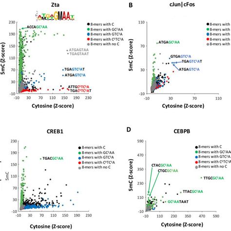 Zta Binding To Dna 8 Mers With Either 5mc Or 5mcg Download Scientific