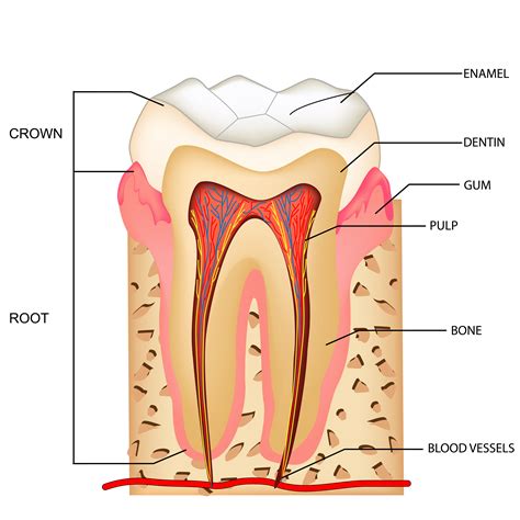 What Is Root Canal Therapy Vermont South Dental