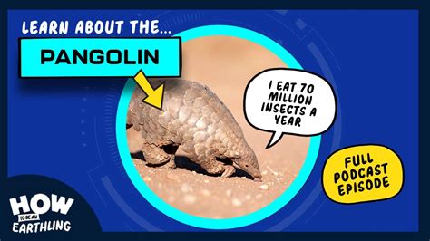 Meet The Pangolin Flip And Mozis Guide To How To Be An Earthling