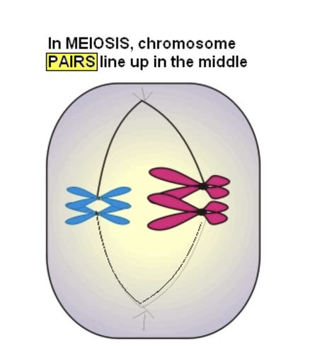 Meiosis Flashcards Quizlet