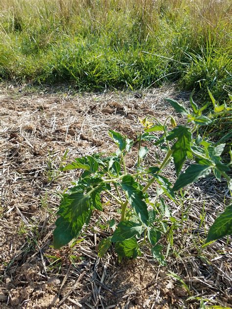 Potato or Tomato plant? | BackYard Chickens - Learn How to Raise Chickens