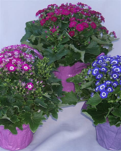 Cineraria - Sunlet Nursery