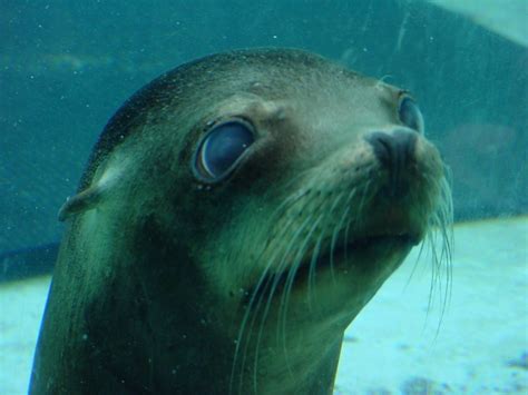 Underwater seal Free Photo Download | FreeImages