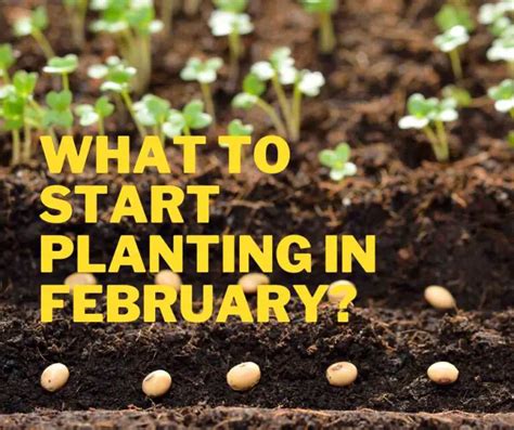 What To Start Planting In February Home Soils