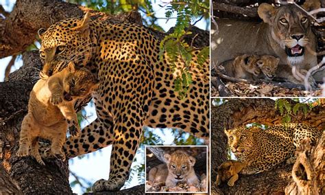 Leopard Snatches Lion Cub From Mother And EATS It In Tanzania S Ruaha