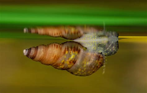 Malaysian Trumpet Snail (Melanoides tuberculata): Care Guide - Fish ...