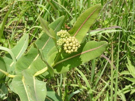 Asclepias Sullivantii Sullivan S Milkweed At Shaw Nature Flickr