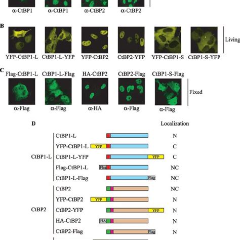 Characterization Of The CtBP2 NLS A Alignment Of The N Terminal