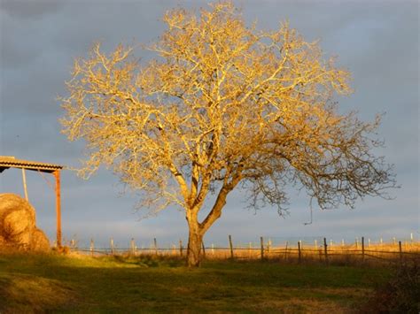 Walnut Tree In Winter